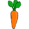 carotte