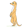 meerkat