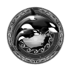 Orca killer whale