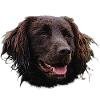 Münsterländer, honden, jachthond