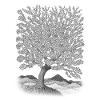 Yggdrasil
