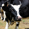 Affiche vache
