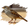 Sparrow