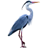 Elegant grey heron