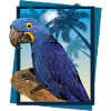 Hyacinth macaw