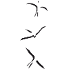 Swallows in the sky