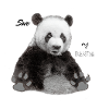 panda
