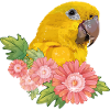 Guaruba Guarouba