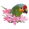 red-browed amazon