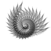 Black Nautilus