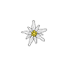 Edelweiss / mountain flower hand drawn