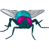 Fly housefly insect Muscidae