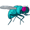 Fly housefly insect Muscidae