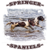 Springer Spaniel dogs photo