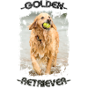 Golden Retriever dog photo