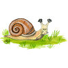funny snail