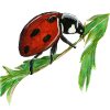 ladybug