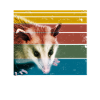 Eat Trash possum animals gift