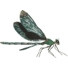 Dragonfly dragonfly