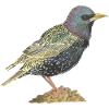 Star bird starling