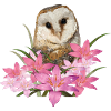 barn owl