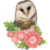 Common owl