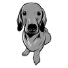Teckel chien