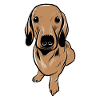 Teckel chien teckel