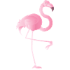 flämisch