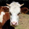 Affiche vache