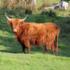 Vache vache vaches Bovins Agriculture Poster