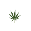 Cannabis leaf