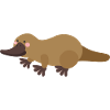 ornithorynque