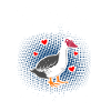 Muscovy Ducks