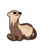 Ferret weasel ferret lovers - problem?
