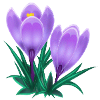 crocus