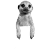 Bébé suricate en poche