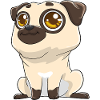 Cute pug with big eyes