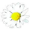 Flower - Daisy