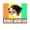 Bernese Mountain Dog