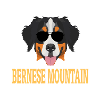 Bernese Mountain Dog