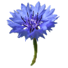 Fleur de maïs bleu