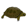 Tortoise