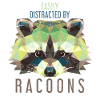 Raccoon animal