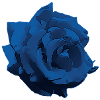 Flower - Rose blue