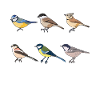 Tit Bird Collection - Birdwatching Gift