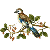 Jay bird