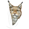 Lynx lynx lynx älskare gåva
