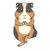 Guinea pig yoga meditation