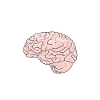 Brain